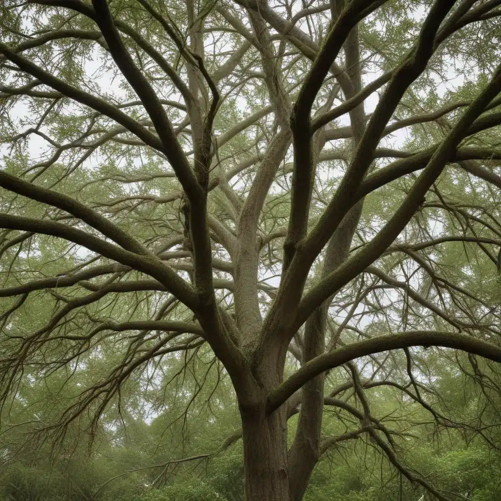Preparing Your Trees for the Hurricane Season: A Comprehensive Checklist