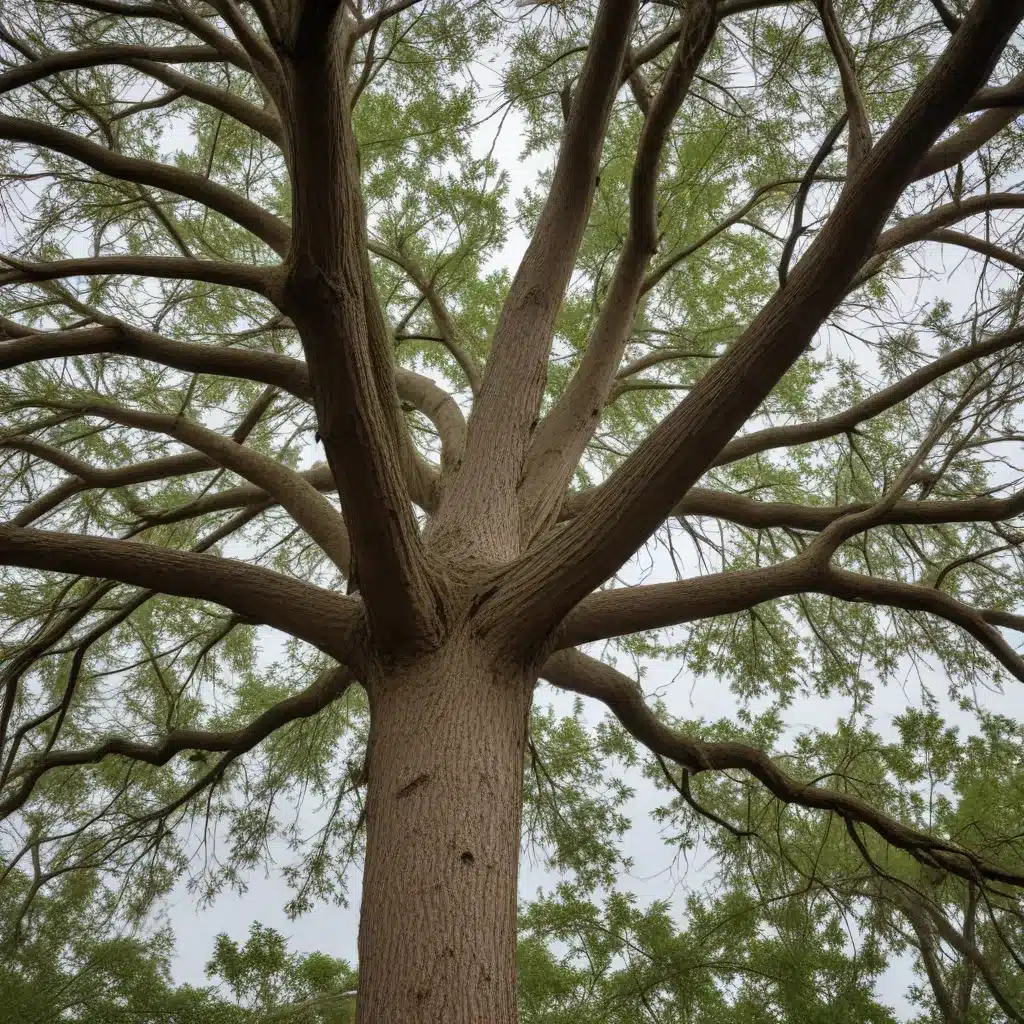 Surviving the Storm: A Comprehensive Guide to Tree Care Before, During, and After Hurricanes