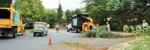 commercial-tree-services