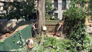 emergency-tree-removal