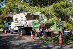 residential-tree-services